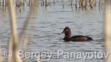 Video of Ferruginous Duck - Ferruginous Duck in early spring in shabla lake